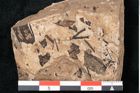 Foto (Detailansicht) von Callitris brongniartii Endl. (NHMW-GEO-2024-0188-8225)